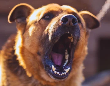 An angry dog barks near the house .