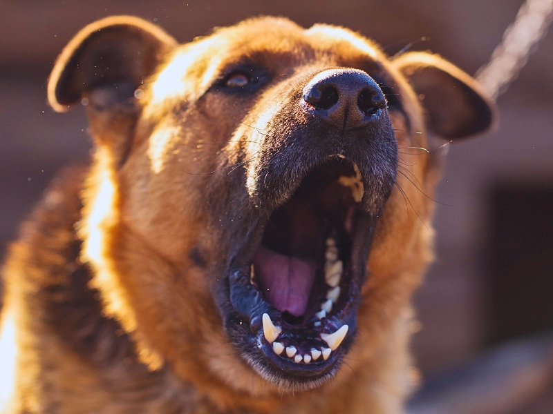 An angry dog barks near the house .