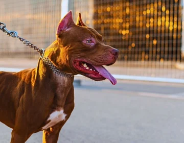 Pitbull on a leash.