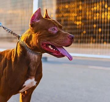 Pitbull on a leash.