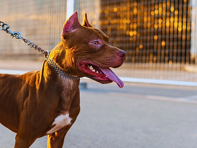 Pitbull on a leash.