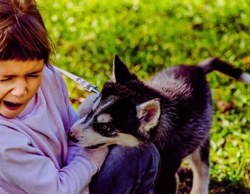 An interaction between a young girl who appears scared or upset and a small, husky-type puppy, likely an Alaskan Klee Kai or Pomsky, in a grassy area.