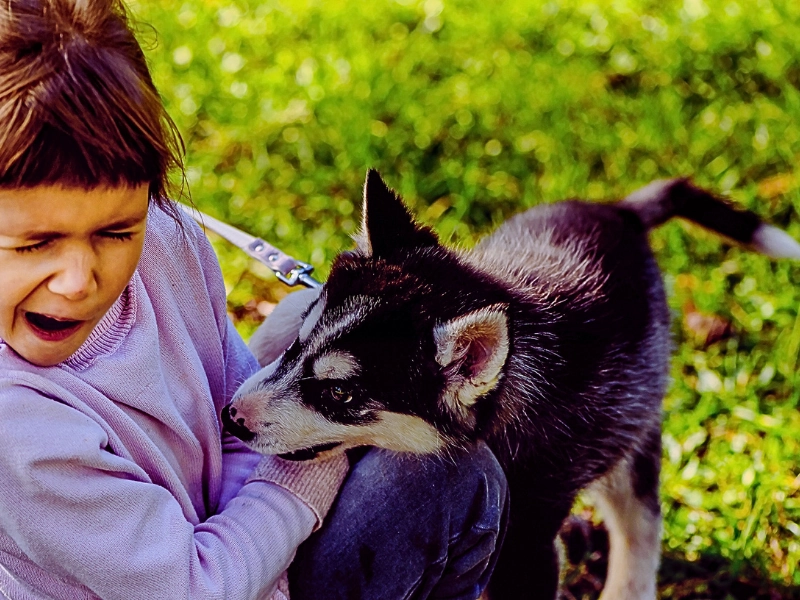 An interaction between a young girl who appears scared or upset and a small, husky-type puppy, likely an Alaskan Klee Kai or Pomsky, in a grassy area.